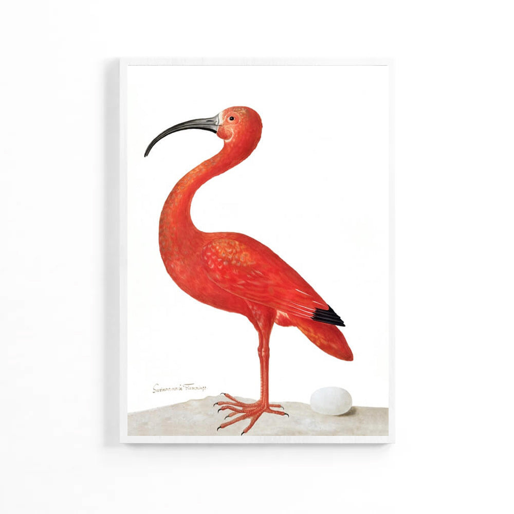 Natural Flamingo Poster image