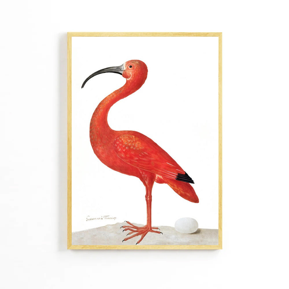 Natural Flamingo Poster image