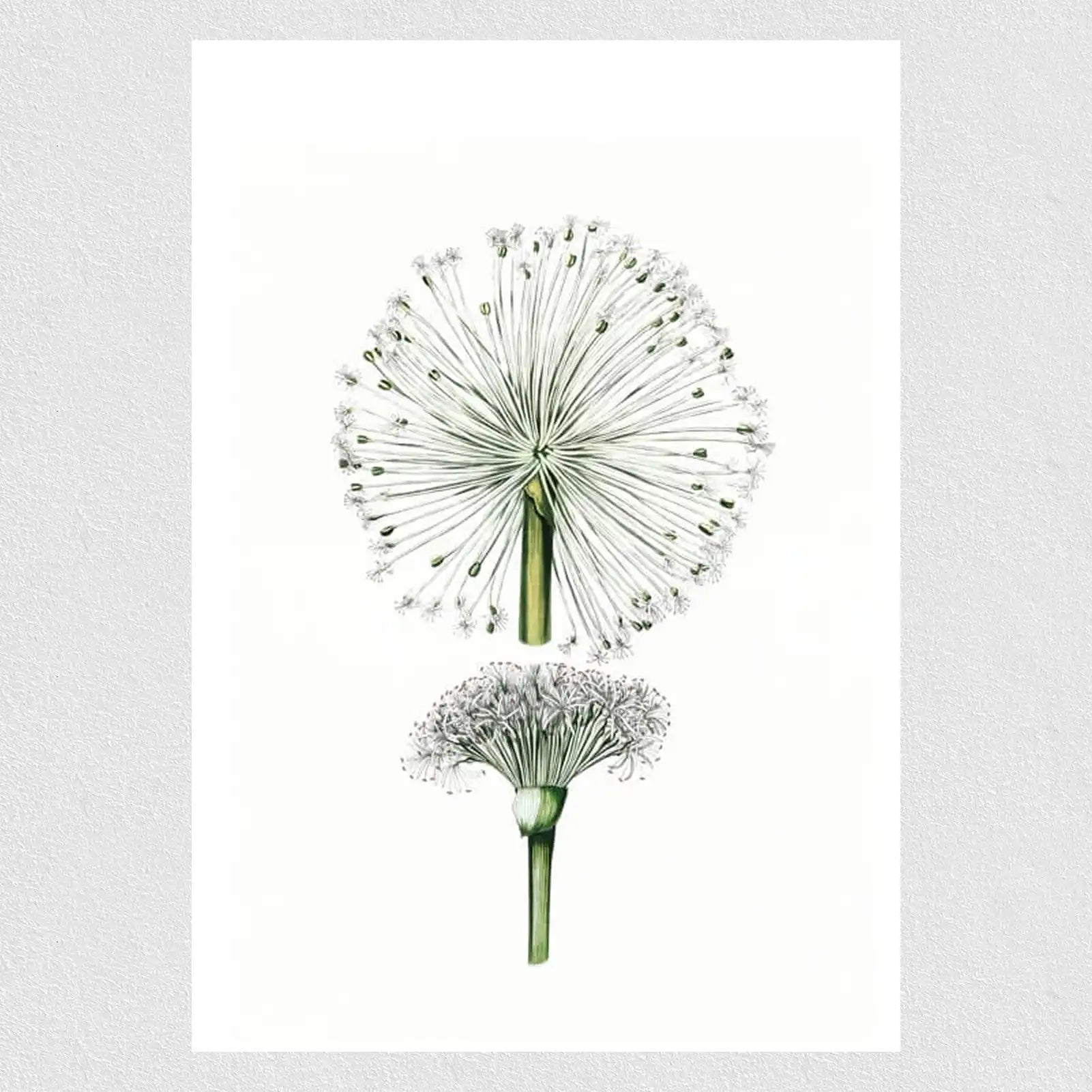Summer Dandelion Poster