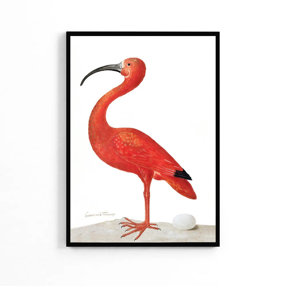 Natural Flamingo Poster image